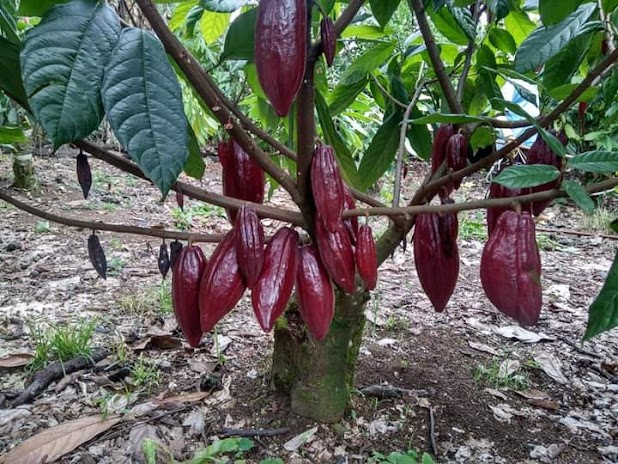 Cara Gila Bisnis Sawit, Kakao dan Kelapa Tanpa Modal (Cukup dengan Koperasi)