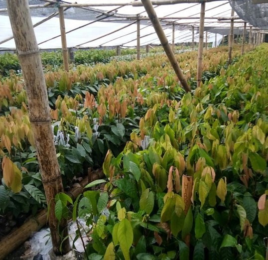 Melirik Prospek Koperasi Penangkar Benih Perkebunan
