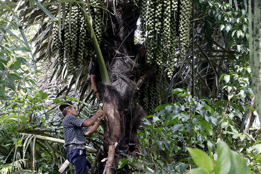 Aren Simulen, Produksi NIlai Bisa Mencapai 40 Liter/Hari