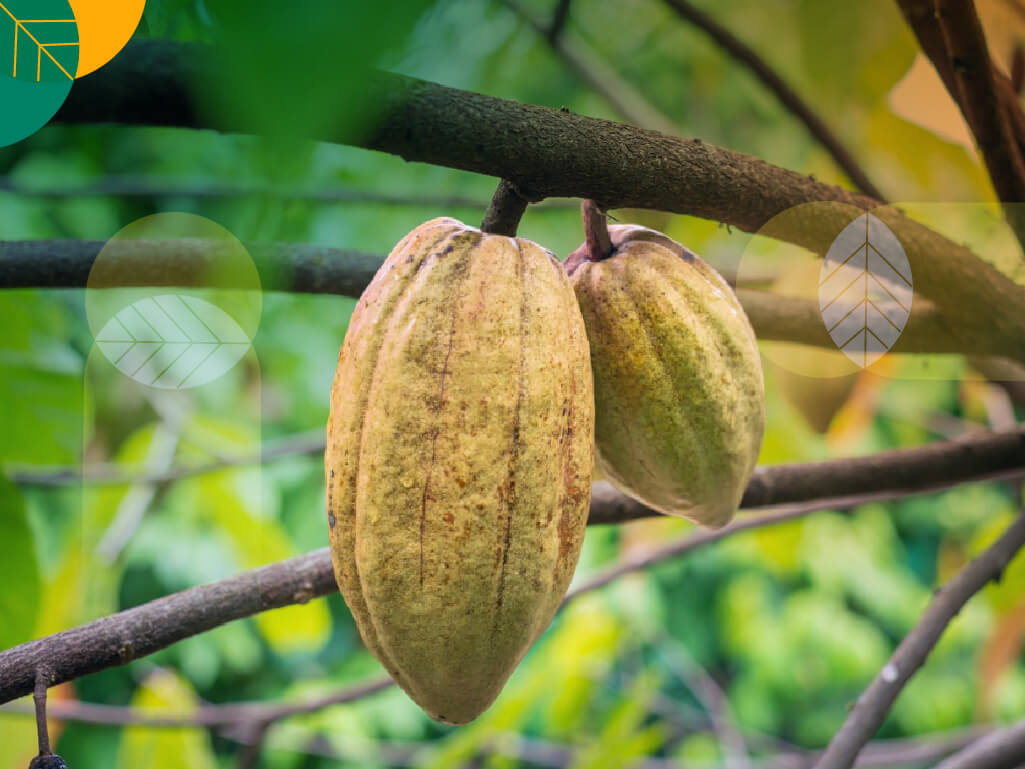 Cokelat Mendunia, Petani Harus Sejahtera! Mengapa Kakao Indonesia Punya Peluang Besar?