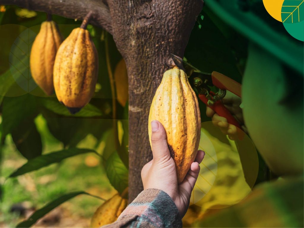 Kakao Indonesia: Potensi Besar yang Membutuhkan Inovasi dan Pengelolaan Serius