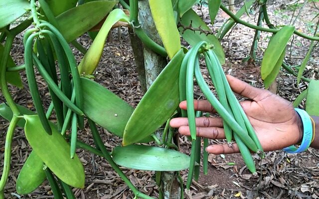 Berkebunan Vanili Aktivitas Pasca Pensiun, Sehat dan Cuan